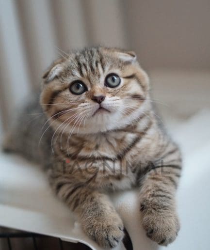 Scottish Fold kitten for sale, cat for sale at Tagnimal