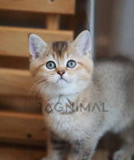 Scottish straight kitten for sale, cat for sale at Tagnimal