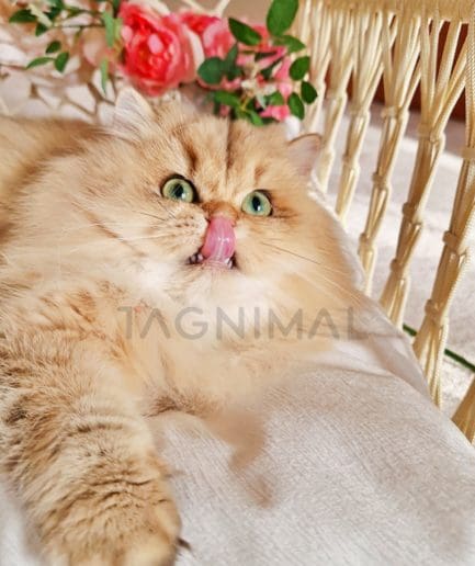 British longhair kitten for sale, cat for sale at Tagnimal