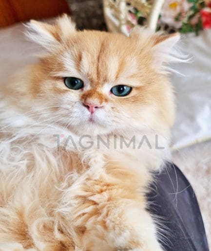 British longhair kitten for sale, cat for sale at Tagnimal