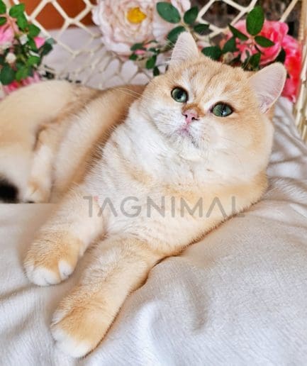 British Shorthair kitten for sale, cat for sale at Tagnimal