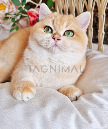 British Shorthair kitten for sale, cat for sale at Tagnimal