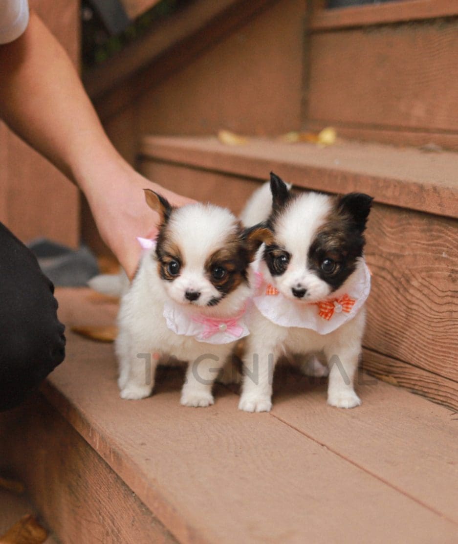 Papillon puppy for sale, dog for sale at Tagnimal 