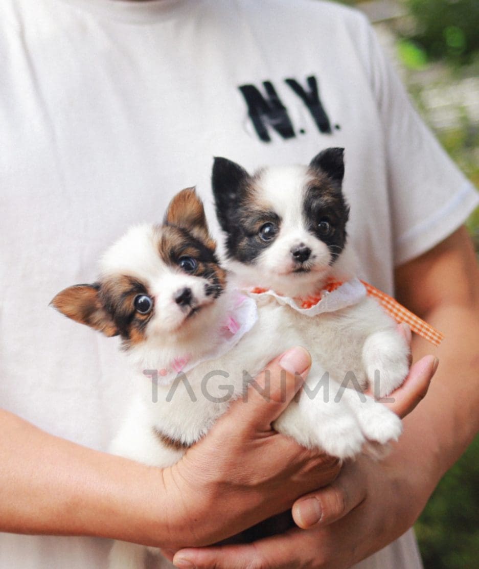 Papillon puppy for sale, dog for sale at Tagnimal 