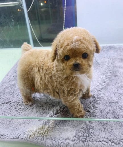 Maltipoo puppy for sale, dog for sale at Tagnimal 