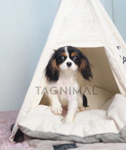 ขายลูกสุนัขคาวาเลียร์ คิง ชาลส์ สแปเนียล ซื้อสุนัข ซื้อหมา ได้ที่ Tagnimal 