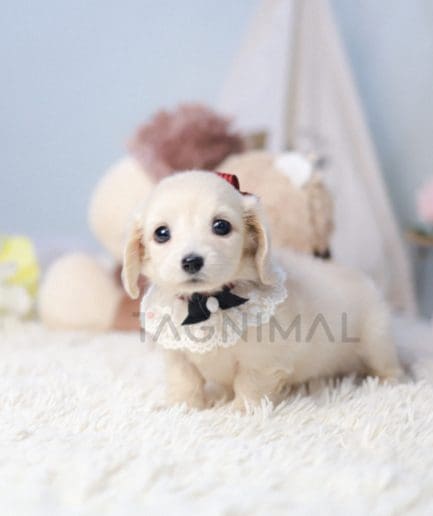 Dachshund puppy for sale, dog for sale at Tagnimal 