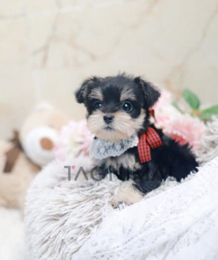 Schnauzer puppy for sale, dog for sale at Tagnimal 