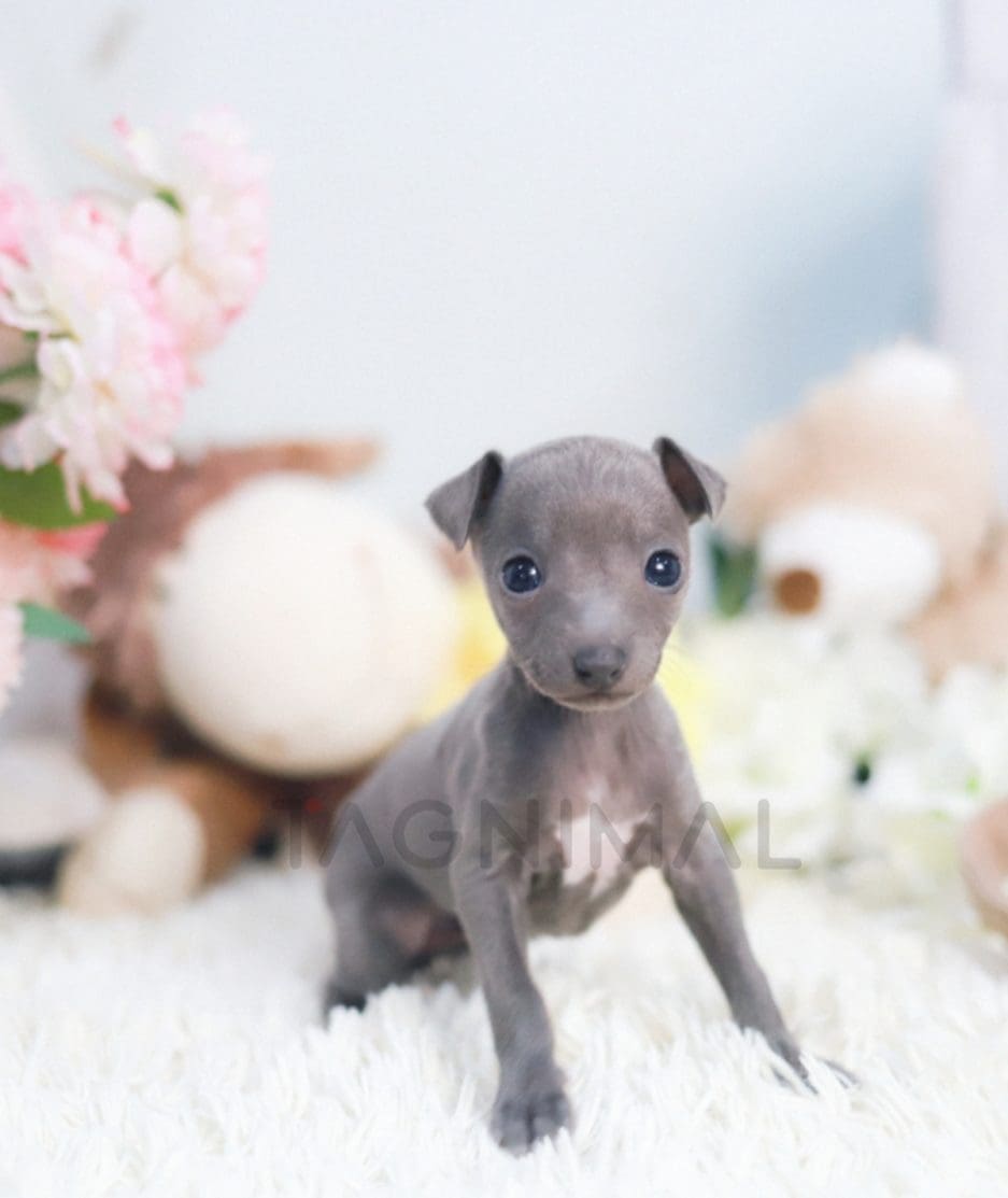 Italian Greyhound puppy for sale, dog for sale at Tagnimal 