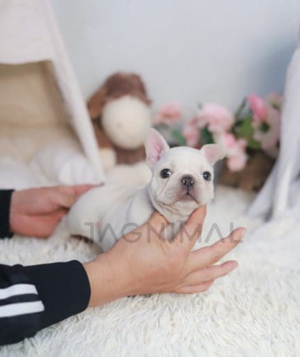 French Bulldog puppy for sale, dog for sale at Tagnimal 