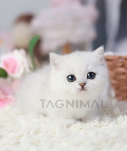 Munchkin kitten for sale, cat for sale at Tagnimal