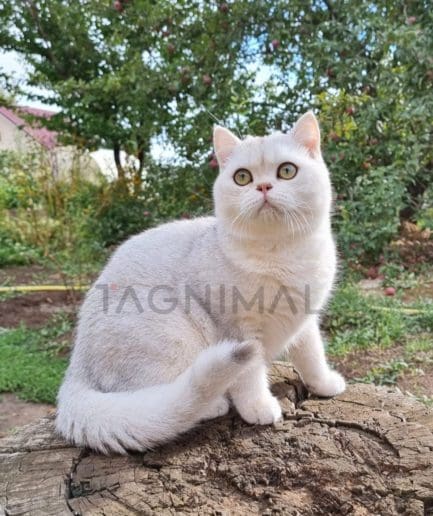 Scottish straight kitten for sale, cat for sale at Tagnimal