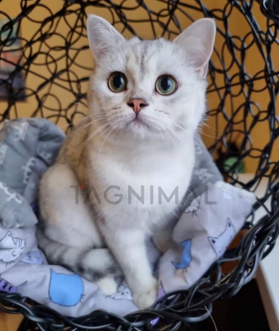 Scottish fold kitten for sale, cat for sale at Tagnimal