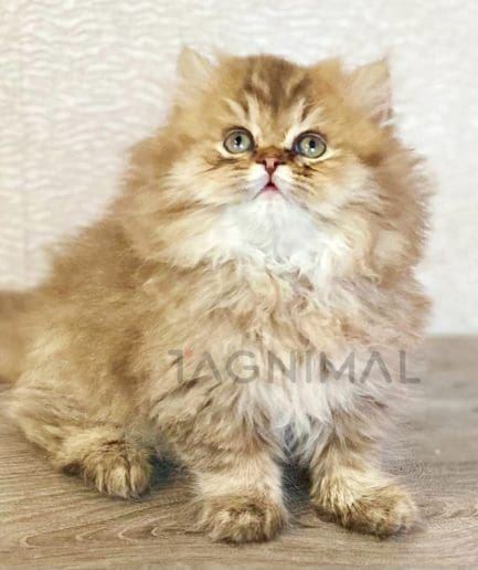 British longhair kitten for sale, cat for sale at Tagnimal