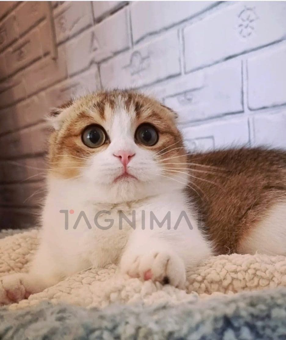 Munchkin fold kitten for sale, cat for sale at Tagnimal