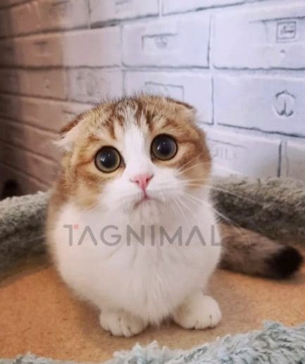 Munchkin fold kitten for sale, cat for sale at Tagnimal