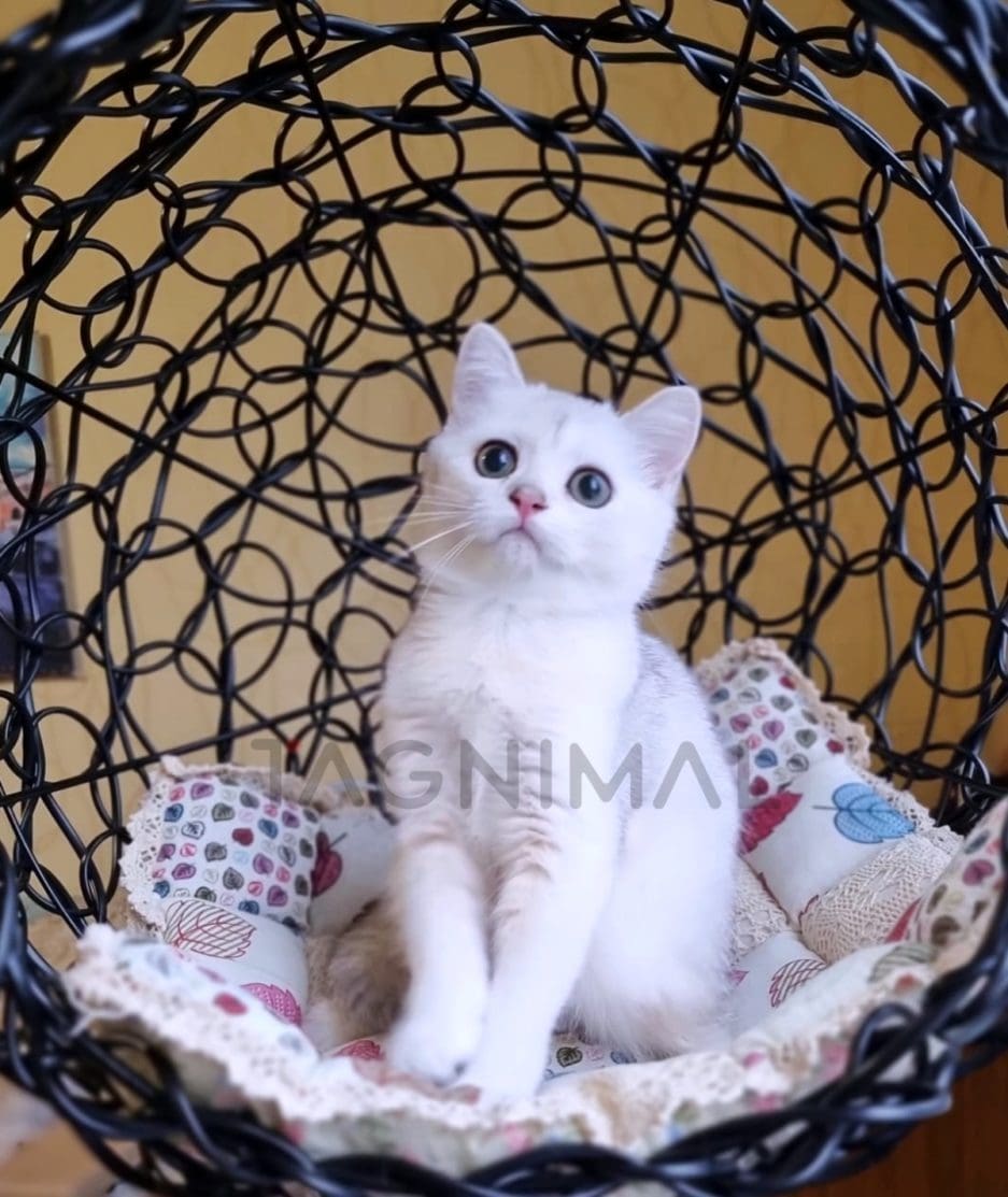Scottish fold kitten for sale, cat for sale at Tagnimal