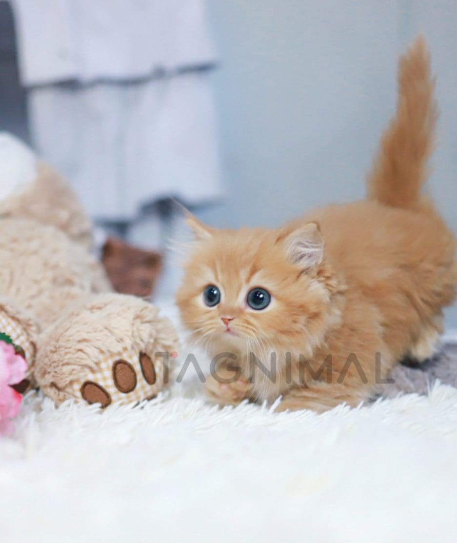 Munchkin kitten for sale, cat for sale at Tagnimal