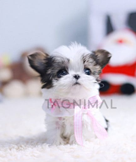 Malchi puppy for sale, dog for sale at Tagnimal 