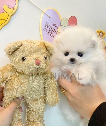 Pomeranian puppy for sale, dog for sale at Tagnimal 