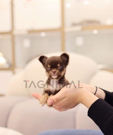 ขายลูกสุนัขชิวาว่า ซื้อสุนัข ซื้อหมา ได้ที่ Tagnimal