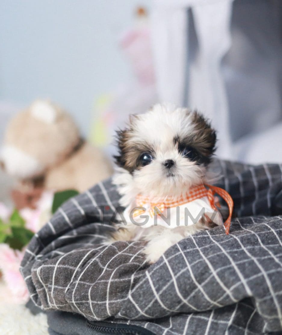 Shih Tzu puppy for sale, dog for sale at Tagnimal