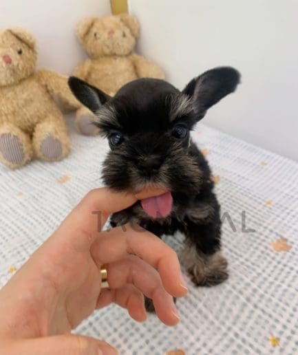 Schnauzer puppy for sale, dog for sale at Tagnimal 