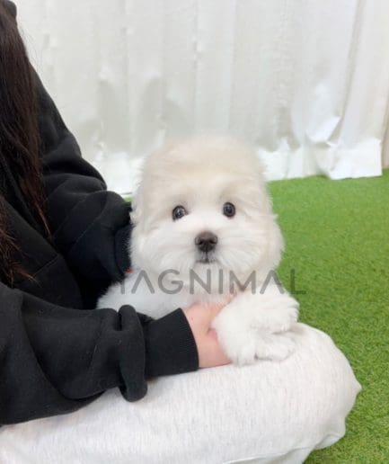 Coton de Tulear puppy for sale, dog for sale at Tagnimal 