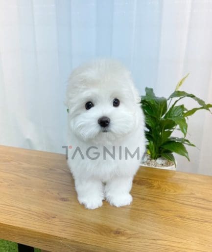 Coton de Tulear puppy for sale, dog for sale at Tagnimal 