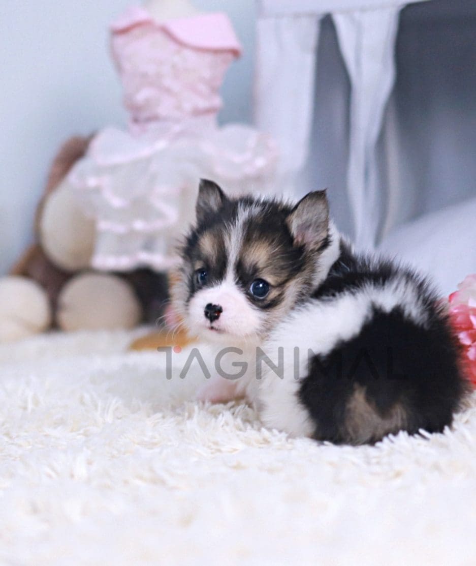Corgi puppy for sale, dog for sale at Tagnimal 