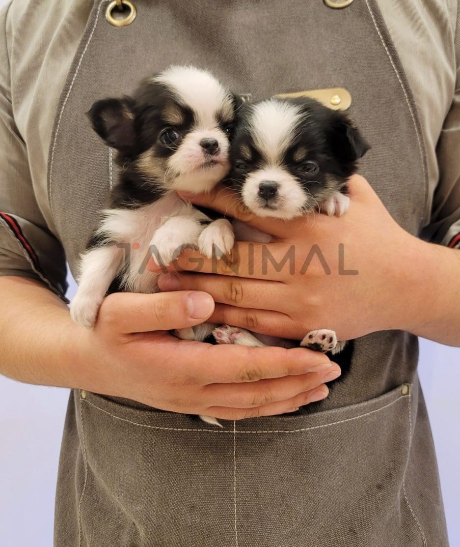 Chihuahua puppy for sale, dog for sale at Tagnimal