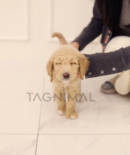 Goldendoodle puppy for sale, dog for sale at Tagnimal