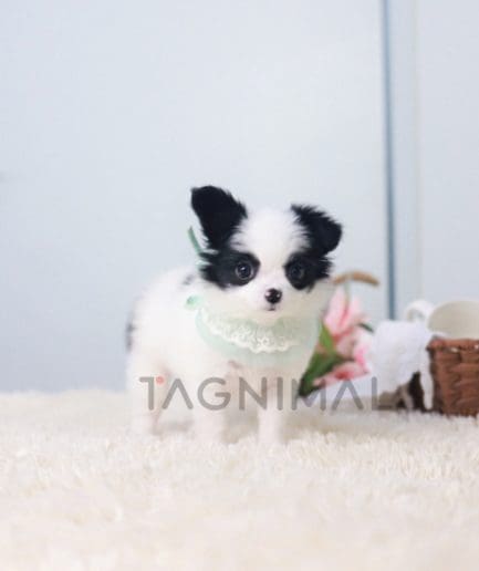 ขายลูกสุนัขปาปิยอง ซื้อสุนัข ซื้อหมา ได้ที่ Tagnimal