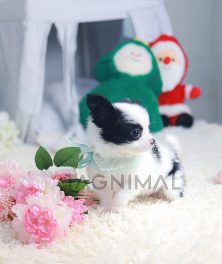 Papillion puppy for sale, dog for sale at Tagnimal 