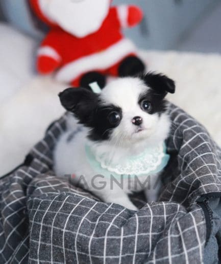 Papillion puppy for sale, dog for sale at Tagnimal 
