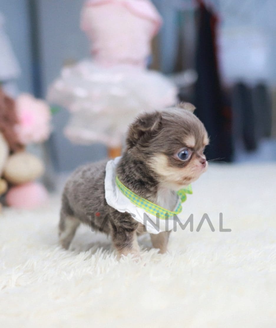 Chihuahua puppy for sale, dog for sale at Tagnimal 