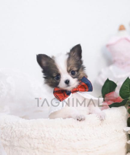 Papillion puppy for sale, dog for sale at Tagnimal