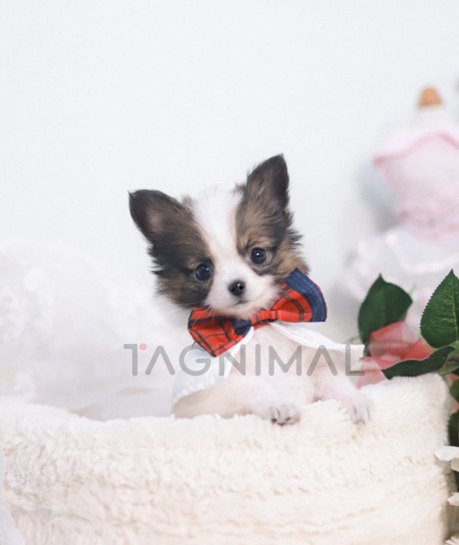 Papillion puppy for sale, dog for sale at Tagnimal