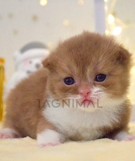 British shorthair baby kitten for sale, cat for sale at Tagnimal