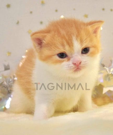 British shorthair baby kitten for sale, cat for sale at Tagnimal