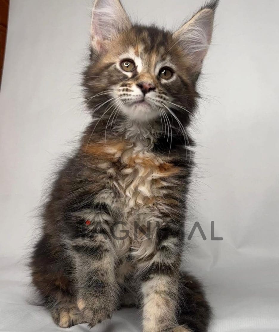 Maine coon kitten for sale, cat for sale at Tagnimal