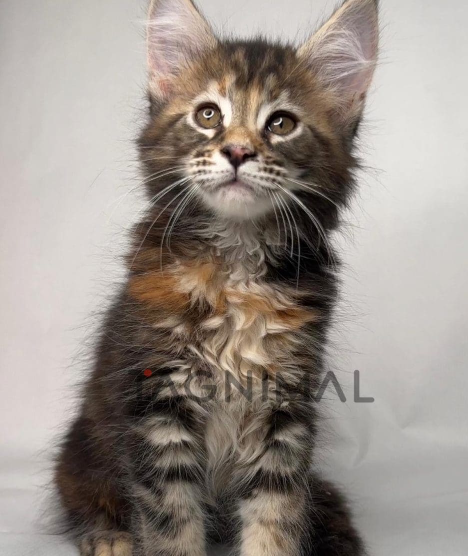Maine coon kitten for sale, cat for sale at Tagnimal