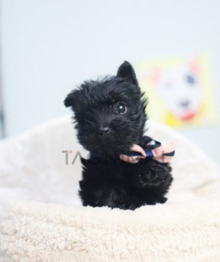 Scottish Terrier puppy for sale, dog for sale at Tagnimal