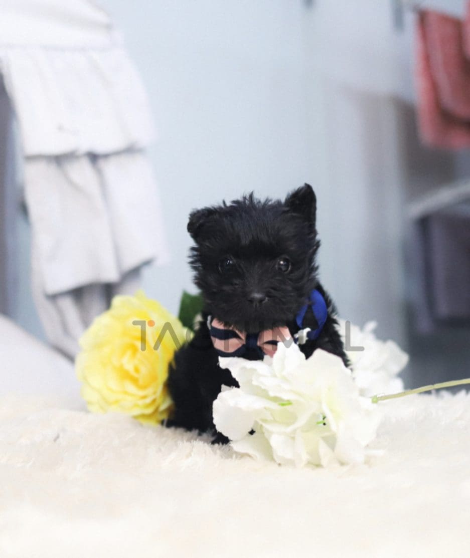 Scottish Terrier puppy for sale, dog for sale at Tagnimal