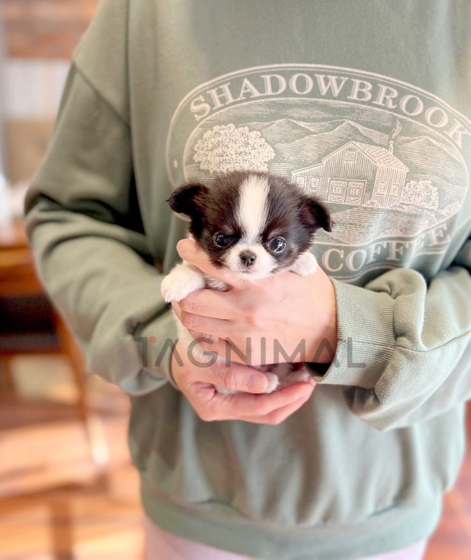 Border Collie puppy for sale, dog for sale at Tagnimal