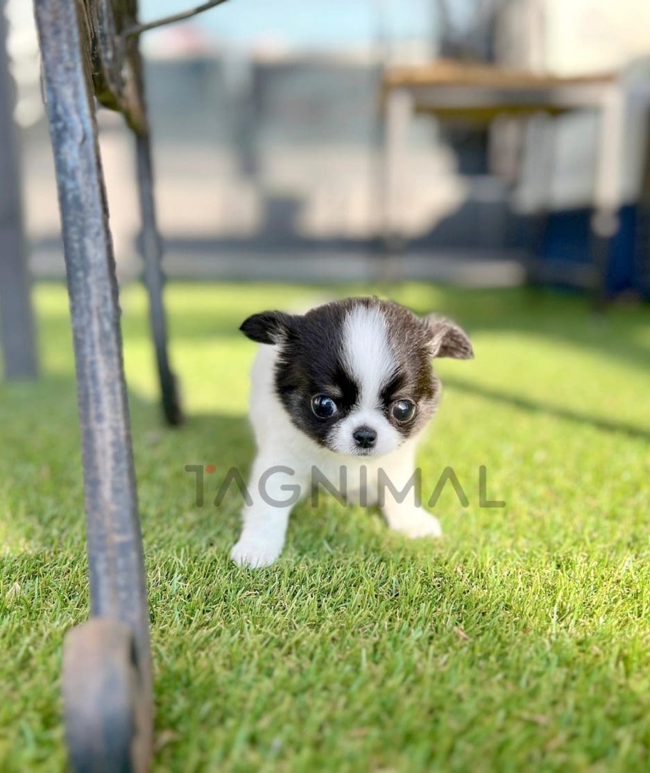 Border Collie puppy for sale, dog for sale at Tagnimal
