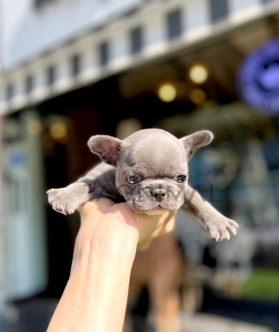French Bulldog puppy for sale, dog for sale at Tagnimal