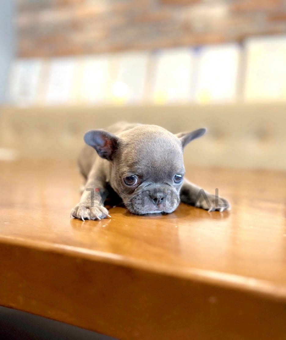 French Bulldog puppy for sale, dog for sale at Tagnimal