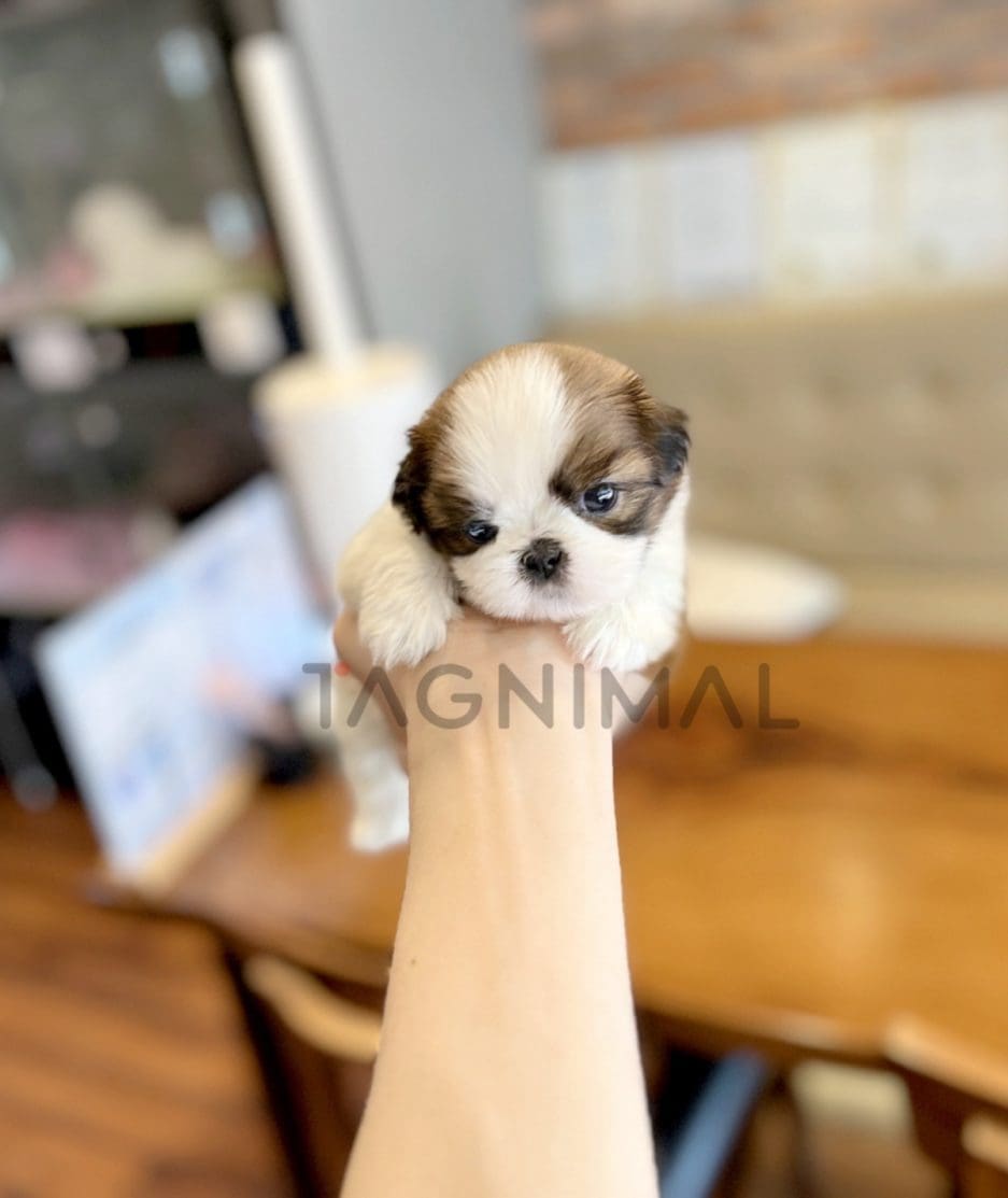 Shih Tzu puppy for sale, dog for sale at Tagnimal