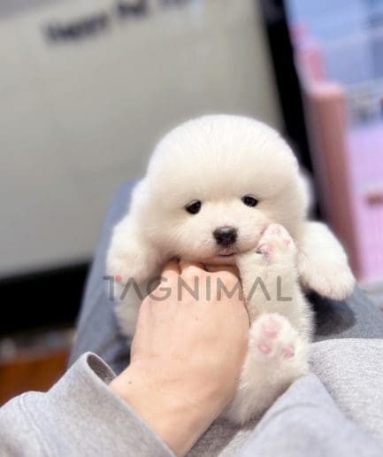 Samoyed puppy for sale, dog for sale at Tagnimal